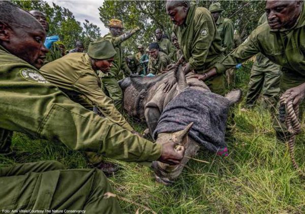 Das Nashorn wird betäubt.