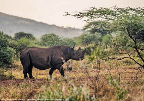 Das Nashorn gewöhnt sich ans neue Zuhause.