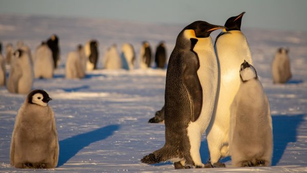 Tierische Nachbarn: Unweit der Neumayer-Station leben mehrere Tausend Pinguine